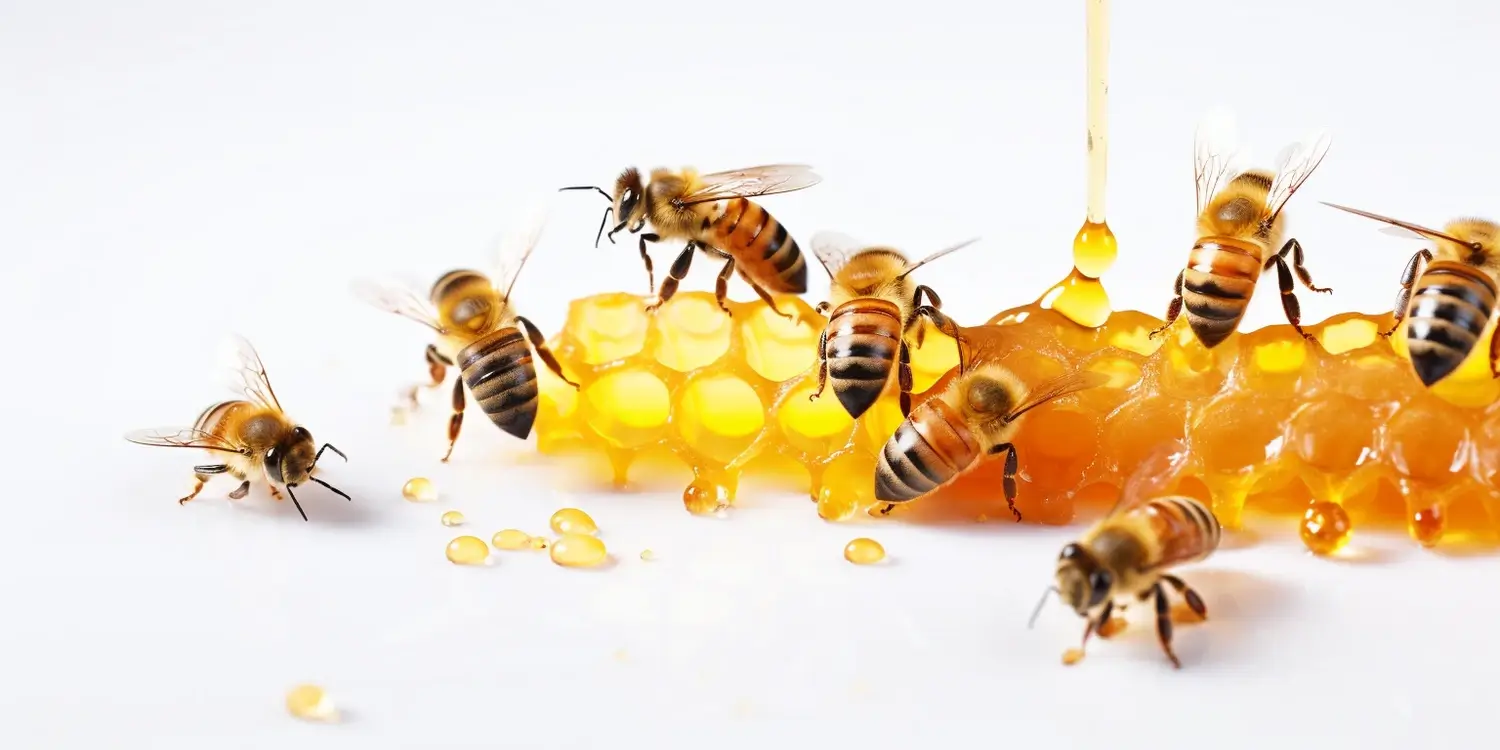 Hodowla matek pszczelich